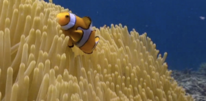 a clownfish swimming right in front of me as I walk underwater