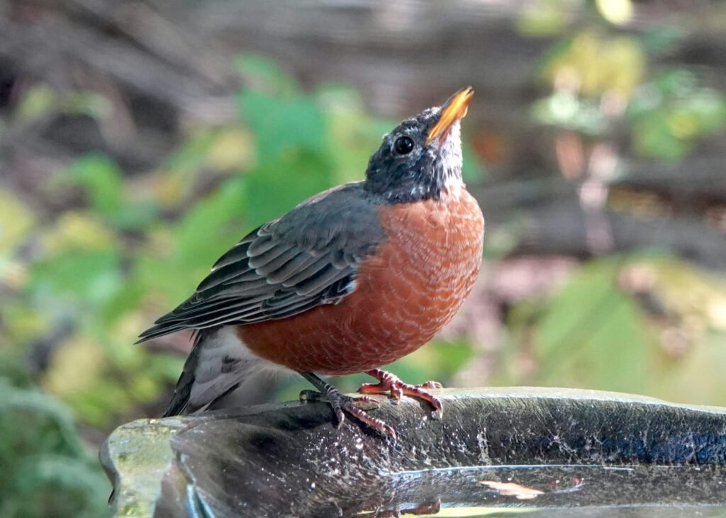 sara-shute-UNFMUdko55o-unsplash A robin sits on a drinking fountain looking upwards